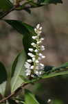 Buckwheat tree <BR>Black titi